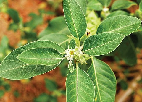 மூலிகையே மருந்து 42: முழு ஆரோக்கியம் தரும் அமுக்கரா