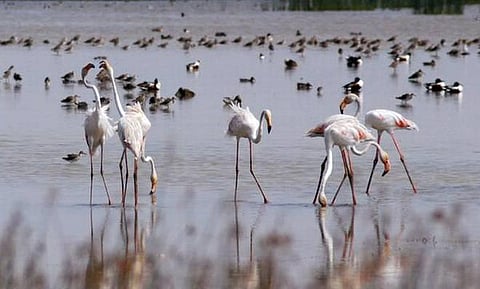 ஃபிளமிங்கோ வாழ்விடத்தைக் கடந்து செல்லும் புல்லட் ரயில்: வனவிலங்குகளுக்காக ஐந்து மடங்கு நிலத்தில் புதிய வனப்பகுதி