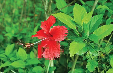 மூலிகையே மருந்து 43: செக்கச் சிவந்த செம்பரத்தை