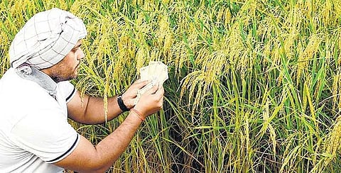 விவசாயக் கடன் தள்ளுபடி நீண்டகாலத் தீர்வாகுமா?