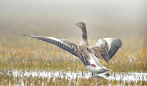 இயற்கையைத் தேடும் கண்கள் 32: வாத்தின் முன்னோடி