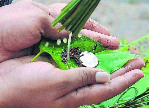 மாசி அமாவாசை தர்ப்பணம்; மறக்காதீங்க