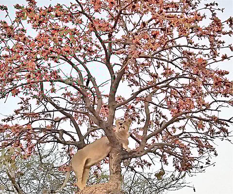 ‘சிங்கம் சிங்கிளாகத்தான் வரும்...’﻿: ﻿ட்விட்டரில் மோடி வெளியிட்ட படம் ﻿