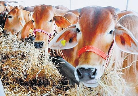 வினையான புனிதப் பசு