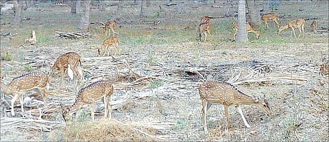 அழகான புள்ளி மானே.. உனக்காக அழுதேனே... மான் கூட்டத்தை பாதுகாக்கும் கிராம மக்கள்!