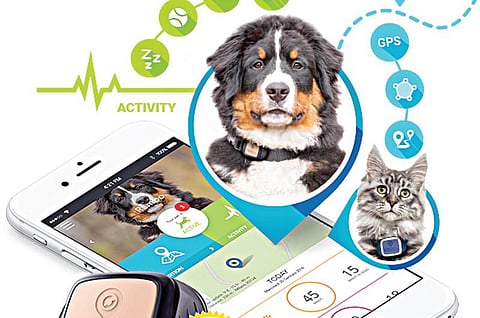 செல்லப் பிராணிகளுக்கு ‘கிப்பி டிராக்கர்’