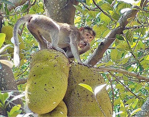 குரங்கு யானையால் சேதமாகும் பழங்கள்!