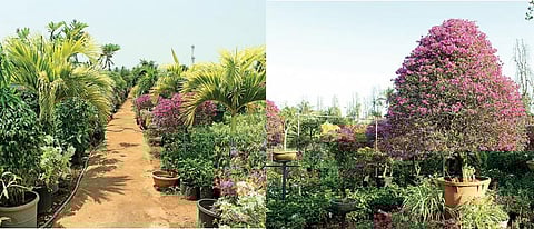 முகங்கள்: மலர் போல மணக்கிற வாழ்க்கை!