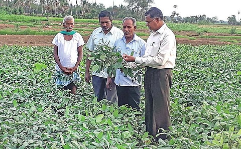 வறட்சியில் பயன் தரும் பயிர்கள்