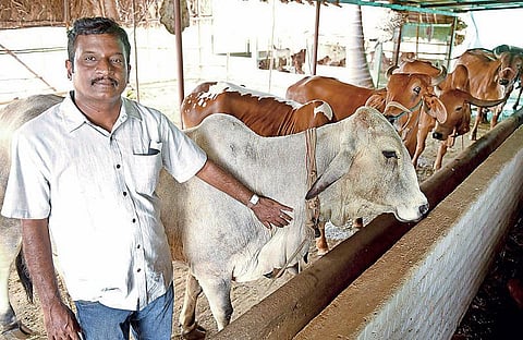 லாபம் கொழிக்கும் நாட்டு மாடு வளர்ப்பு