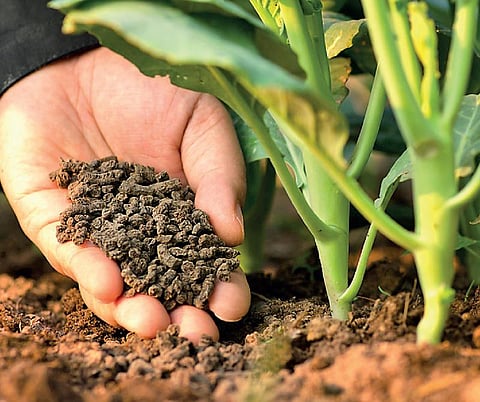 எது இயற்கை உணவு 04: இயற்கை பூச்சிக்கொல்லிகளை அதிகம் பயன்படுத்தலாமா?