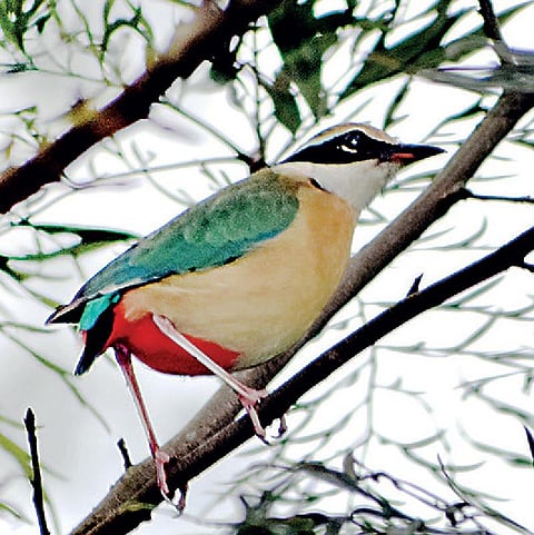 புதிய பறவை 03: வானவில்லை தோற்கடிக்கும் ஆறுமணிக் குருவி