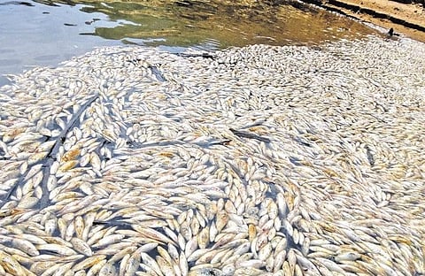 பாபநாசம் அணையில் இறந்து மிதக்கும் மீன்கள்: தூர்வார கனிமொழி வலியுறுத்தல்