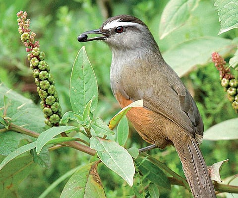 வானகமே இளவெயிலே மரச்செறிவே 29: எங்கள் பறவை