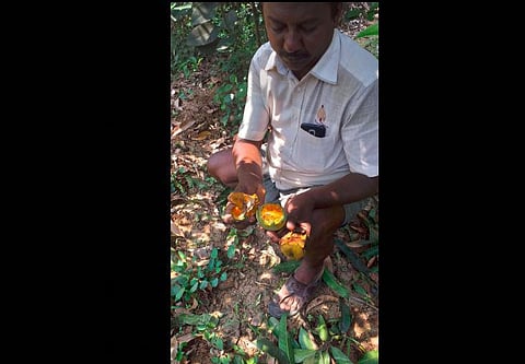 நிபா வைரஸ் எதிரொலி: தேனியில் மா, திராட்சைகளை வெளவால்கள் கடித்து சேதப்படுத்துவதைத் தடுக்க நடவடிக்கை