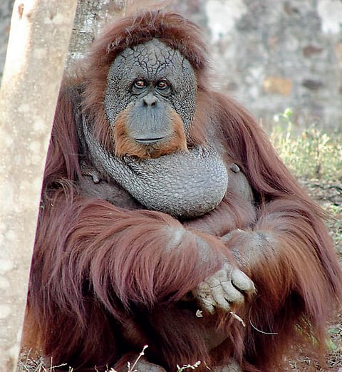 கடைசி ஒராங்ஊத்தனின் இறுதிப் பயணம்