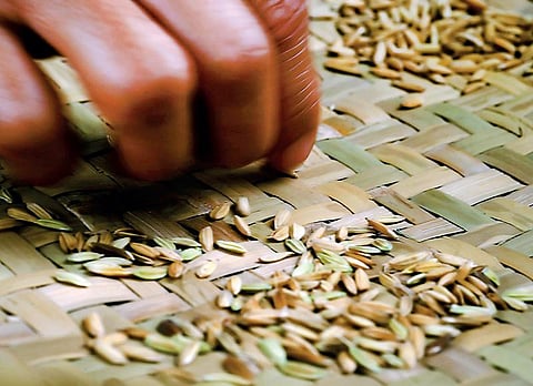 விதைத் தேர்வு: கூடுதல் மகசூல் தரும் சான்று விதைகள்!