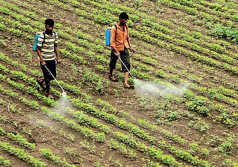 எது இயற்கை உணவு 06: இயற்கை விளைபொருளை எப்படி உறுதிப்படுத்துவது?