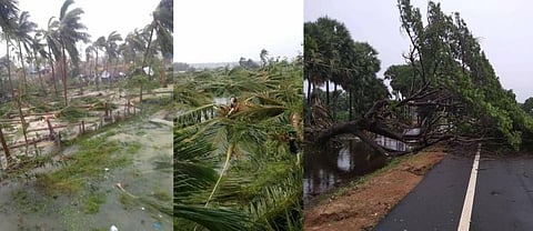 கஜா புயலால் வீழ்ந்த பயிர்களை மீண்டும் உருவாக்கம் செய்ய புதிய திட்டம்: விவசாயிகளுக்கு தோட்டக்கலைத்துறை ரூ.85 கோடி ஊக்கத்தொகை