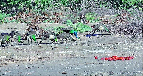 கமுதி அருகே 12 ஆண்டுகளாக வறட்சியால் வாடும் மயில்களுக்கு இரை, குடிநீர் அளிக்கும் விவசாயி