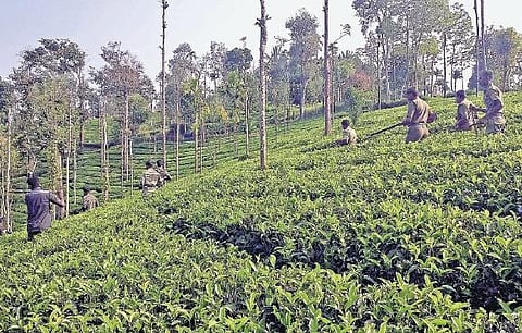 ஊரக உள்ளாட்சிகளுக்கான இட ஒதுக்கீடு விவரம் வெளியீடு: நீலகிரி மாவட்ட ஊராட்சி குழு தலைவர் பதவி பழங்குடியினருக்கு ஒதுக்கி ஆணை