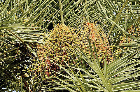 ஈச்சங் கள் கனவு