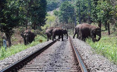 கடந்த 3 ஆண்டுகளில் ரயில் தண்டவாளங்களில் 32,000 விலங்குகள் பலி
