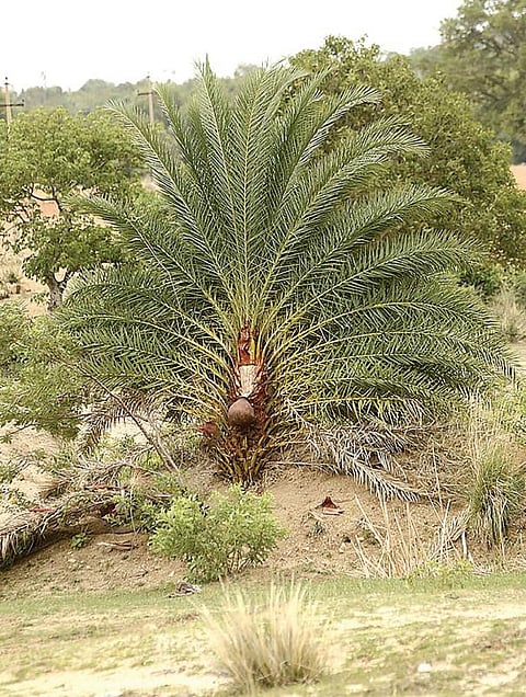 ஈச்சங் கள் இப்படியும் செய்யுமா?