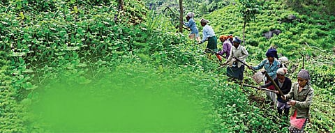 வனமும் வனச் சட்டமும் யாருக்கானது?