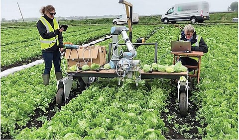 குறையும் கரும்பு விளைச்சல்