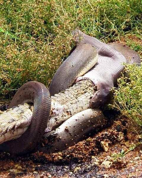 ஆஸ்திரேலியாவில் மிகப்பெரிய முதலையை முழுவதுமாக விழுங்கிய அனகோண்டா பாம்பு: வைரலாகும் புகைப்படம்