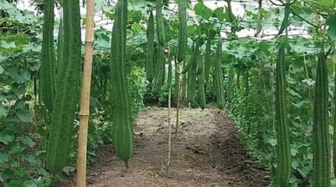 பலன் கொடுக்கும் பந்தல் காய்கறிகள்!