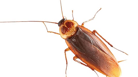 நோய் பரப்பும் பூச்சிகள்!- தடுப்பு முறைகளும்.. சுற்றுப்புற தூய்மையும்..