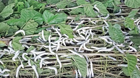 உடுமலையில் வெண்பட்டு சந்தை!- தமிழகத்திலேயே உற்பத்தியில் முதலிடம்...