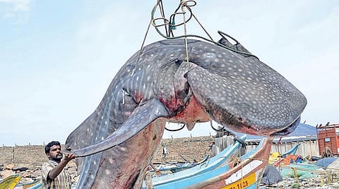 காசிமேடு துறைமுகம் அருகில் கரை ஒதுங்கிய 2 டன் எடையுள்ள திமிங்கலம் பொக்லைன் இயந்திரம் மூலம் கரைக்கு கொண்டுவரப்பட்டது | படம்: க.ஸ்ரீபரத்
