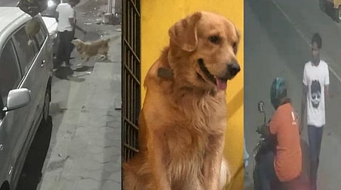 தி.நகரில் விலை உயர்ந்த நாய் கடத்தல்: கால் டாக்ஸி ஓட்டுர், இளம்பெண்ணுக்கு வலை