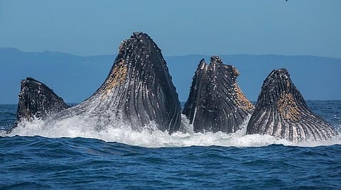 லைல்ட் லைப் புகைப்படக் கலைஞர் சேஸ் டெக்கர் எடுத்த புகைப்படம் : படம் உதவி ஃபேஸ்புக்