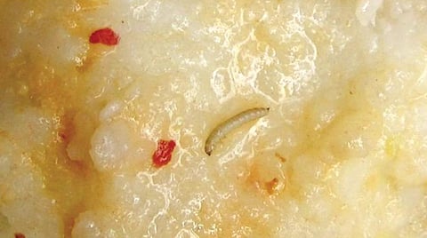 பொங்கல் உணவில் இருந்ததாக கூறப்படும் புழு.