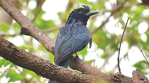 புதிய பறவை 07: காற்றில் நீந்தும் துடுப்புகள்