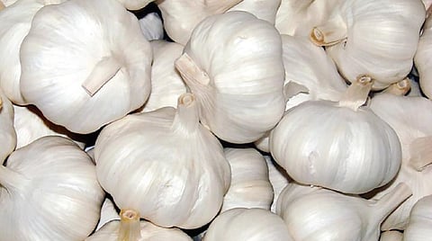 கொடைக்கானல் பூண்டுக்கு அங்கீகாரம்