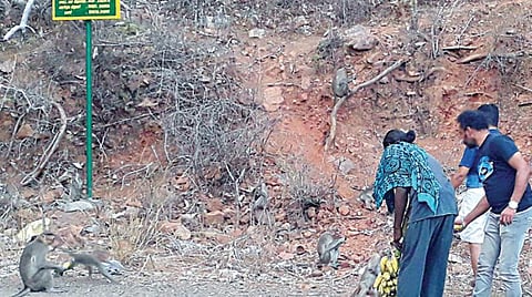 அழகர்கோவில் மலையில் உணவு கிடைக்காமல் தவிக்கும் குரங்குகளுக்கு பழங்களை வழங்கும் சுற்றுலாப் பயணிகள். படம்: எஸ்.கிருஷ்ணமூர்த்தி