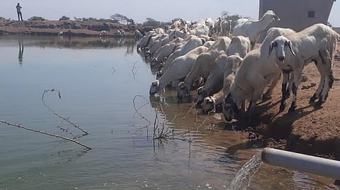 முதுகுளத்தூர் அருகே பண்ணைக்குட்டை அமைத்து பொதுமக்கள், கால்நடைகளின் தாகம் தீர்க்கும் விவசாயி: குவியும் பாராட்டு
