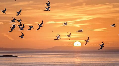 டிங்குவிடம் கேளுங்கள்: தும்மும்போது கண்களை மூடுவது ஏன்?