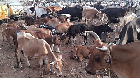 ஒட்டன்சத்திரம் மாட்டுச்சந்தையில் விற்பனைக்கு கொண்டுவரப்பட்ட மாடுகள்.