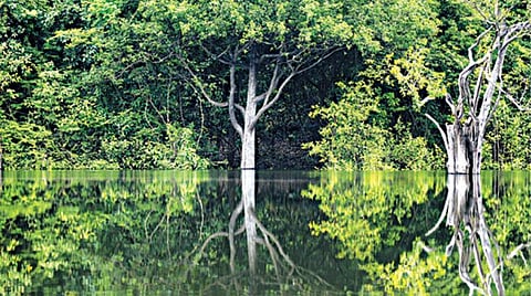 காட்டை அழிக்கிறது பிரேசில்: ஐநா தடுக்குமா?