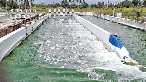 `சுருள்பாசி’ வளர்ப்பில் சாதிக்கும் விவசாயி!