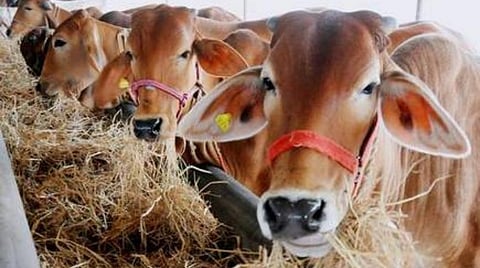 இந்து சகோதரர்களின் உணர்வுகளை மதித்து உத்தரபிரதேசத்தில் பசு மாடுகளை பலியிட வேண்டாம்: முஸ்லிம்களுக்கு தியோபந்த் மதரஸா கோரிக்கை