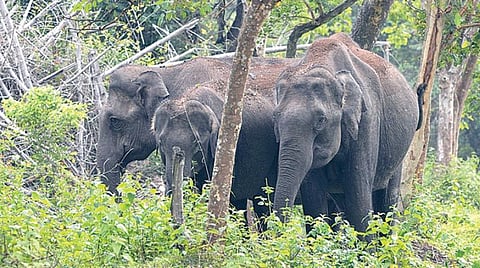 மேற்கு தொடர்ச்சி மலையில் திரியும் யானை.