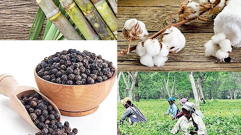 இலங்கை மிளகால் பாதிப்பு