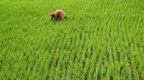 தமிழகத்தில் வறட்சி, நகரமயமாக்கலால் கடந்த 20 ஆண்டுகளில் 2.25 லட்சம் ஹெக்டேர் நெல் சாகுபடி பரப்பு சரிவு